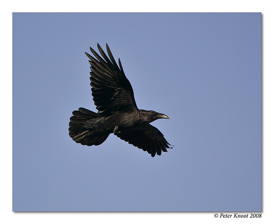 Common Raven