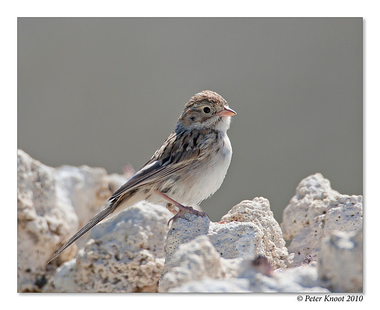 Chipping Sparrow