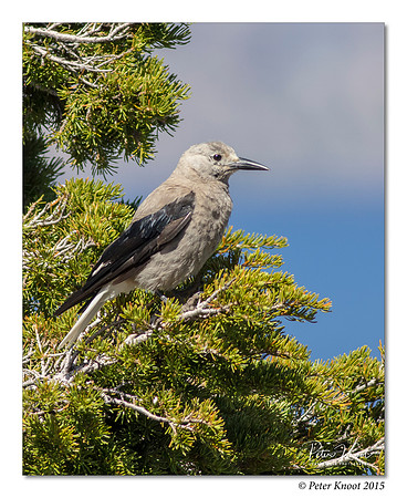 Clark's Nutcracker