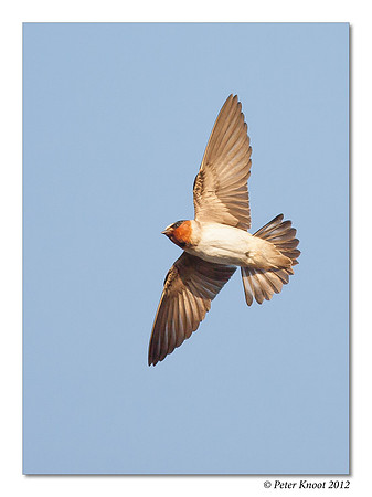 Cliff Swallow