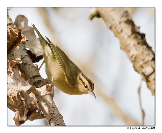 Worm-eating Warbler