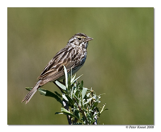 Vesper Sparrow