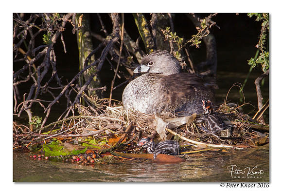 Pied-billed Grebe