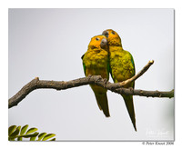 Brown-throated Parakeet