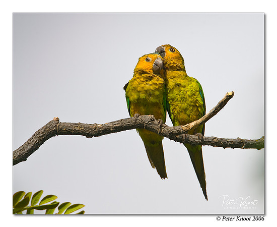 Brown-throated Parakeet