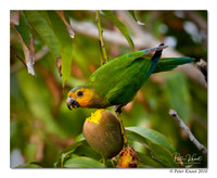 Brown-throated Parakeet