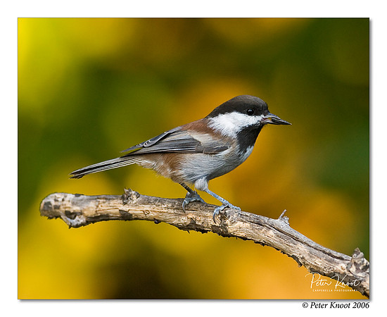 Chestnut-backed Chickadee