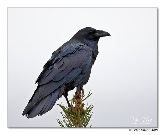 Common Raven