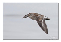 Western Sandpiper