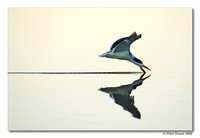 Black Skimmer