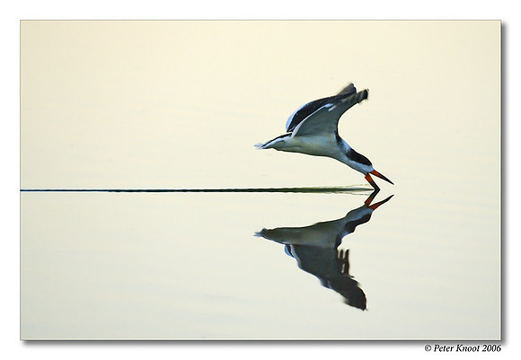 Black Skimmer