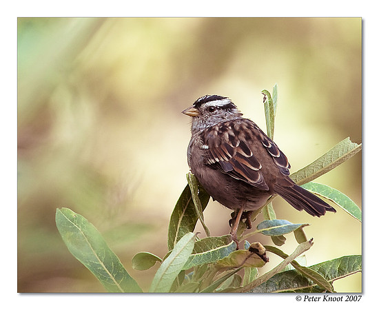 White-crowned Sparrow