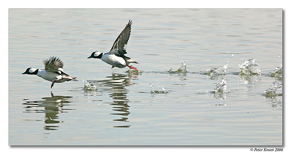 peter_bufflehead_1
