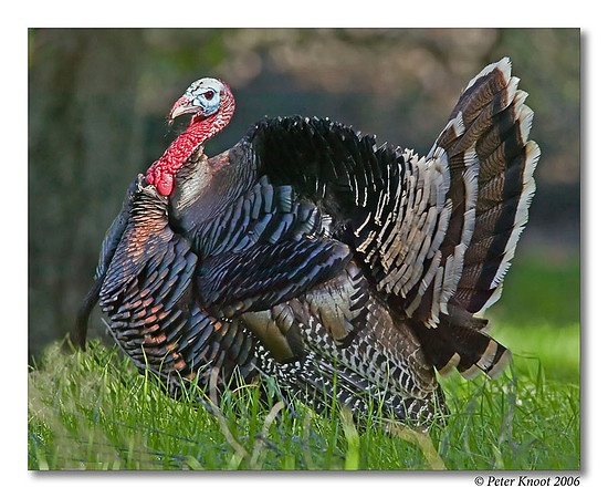 peter_wild_turkey_1