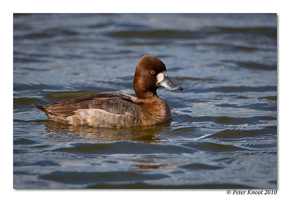 Lesser Scaup