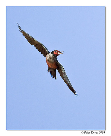 Lewis' Woodpecker