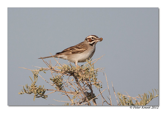 Lark Sparrow