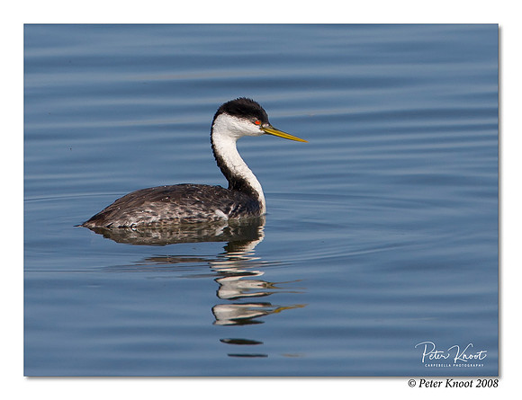 Western Grebe