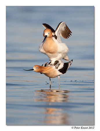 American Avocet