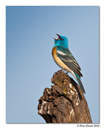 Lazuli Bunting