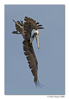 Brown Pelican