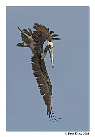 Brown Pelican