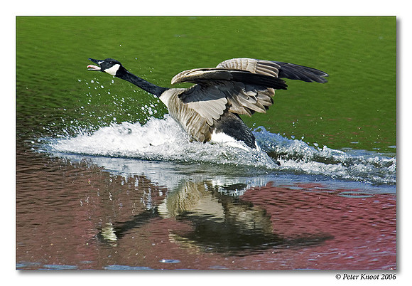Canada Goose