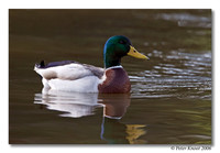 peter_mallard_7