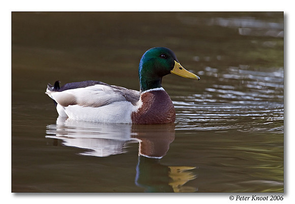 peter_mallard_7