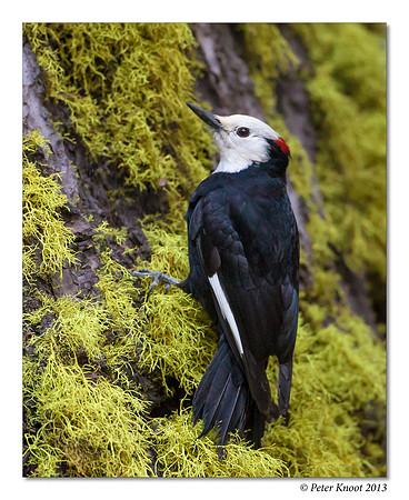 White-headed Woodpecker