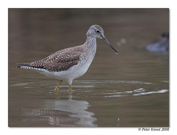 Greater Yellowlegs