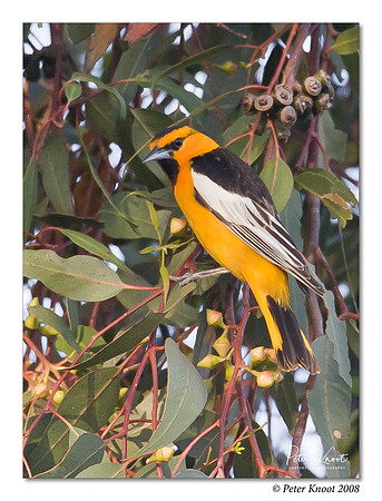 Bullock's Oriole