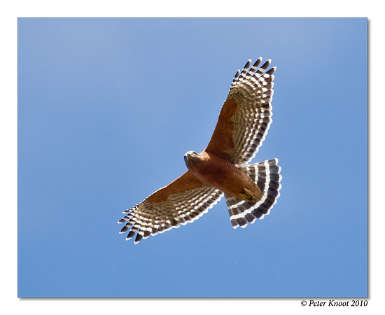 Red-shouldered Hawk