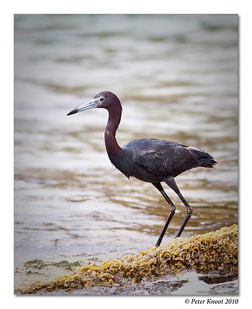 Little Blue Heron