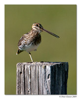 Wilson's Snipe