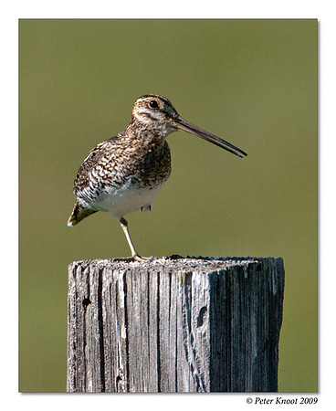 Wilson's Snipe