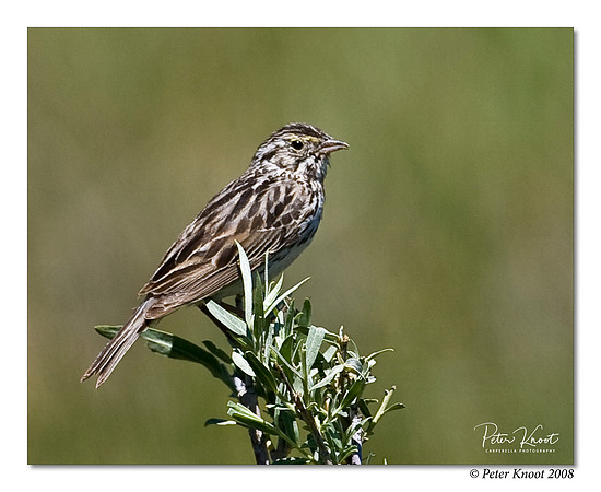 Vesper Sparrow