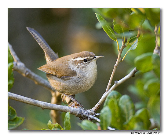 Bewick's Wren