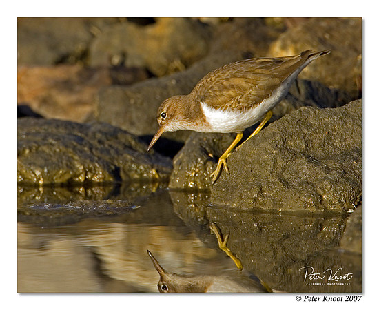 Spotted Sandpiper