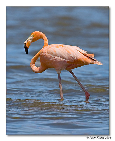 Caribbean Flamingo