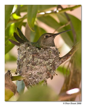 Anna's Hummingbird