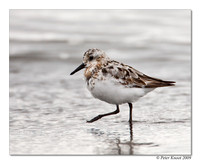 Sanderling