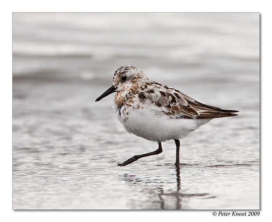 Sanderling