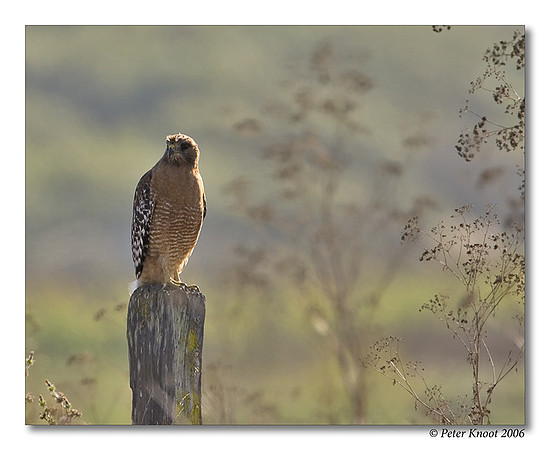 Red-shouldered Hawk