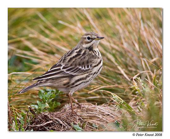 peter_red-throated_pipit_3