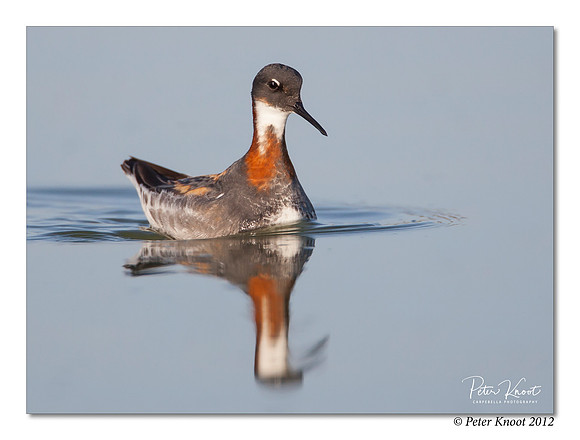 Red-necked Phalarope