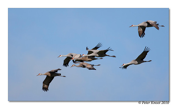 Sandhill Crane