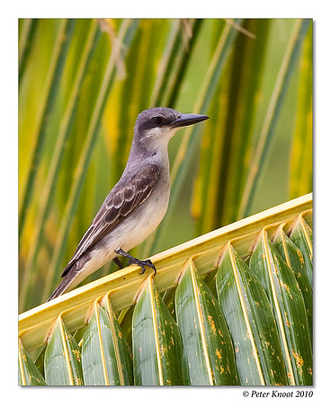 Grey Kingbird