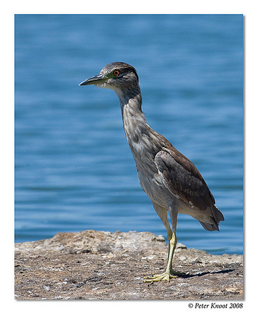 Yellow-crowned Night-Heron