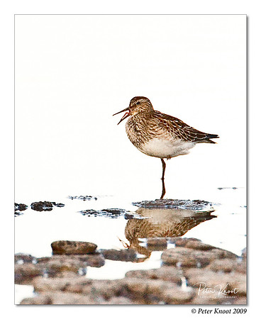 Pectoral Sandpiper